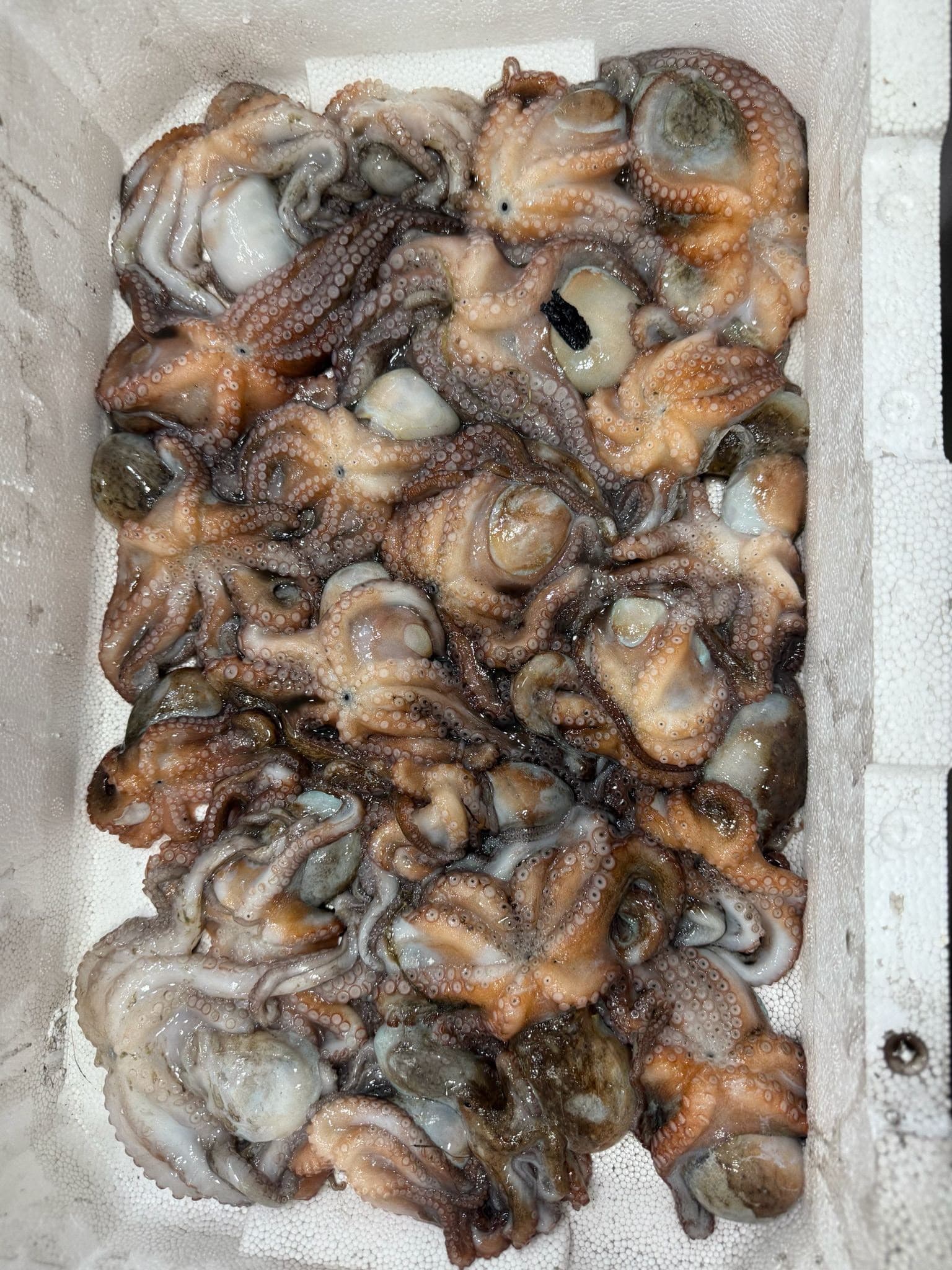 Polpi freschi appena arrivati
